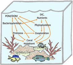 Coral holobiont[239]