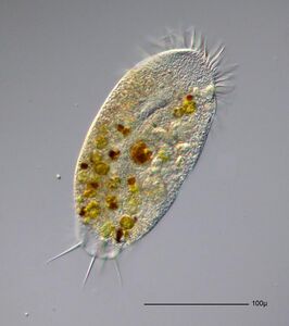 Stylonychia putrina