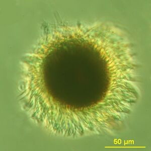 Mesodinium rubrum produce deep red blooms using enslaved chloroplasts from their algal prey