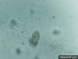 Paramecium, a predatory ciliate, feeding on bacteria
