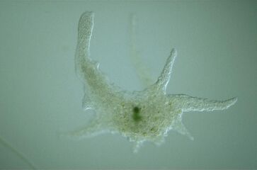 Naked amoeba, Chaos sp.