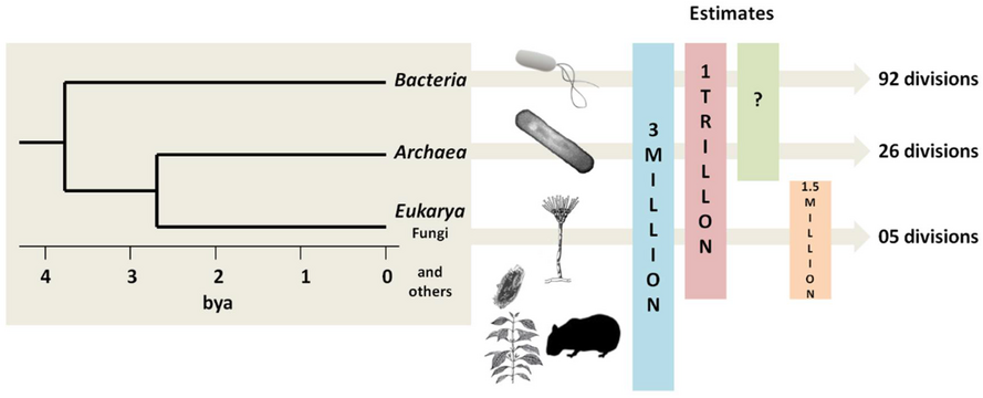 Estimates of microbial species counts in the three domains of life Bacteria are the oldest and most biodiverse group, followed by Archaea and Fungi (the most recent groups). In 1998, before awareness of the extent of microbial life had gotten underway, Robert M. May[273] estimated there were 3 million species of living organisms on the planet. But in 2016, Locey and Lennon[274] estimated the number of microorganism species could be as high as 1 trillion.[275]