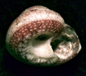 Solariella sanjuanensis 002.jpg