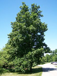 Hickory at Morton Arboretum Accession 29-U-10