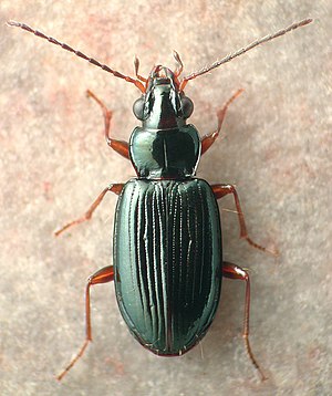 Bembidion planum.jpg
