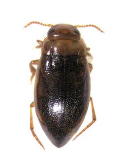 Liodessus plicatus.jpg