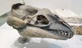 Janjucetus