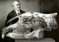 Paraceratherium