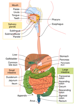 Digestive system diagram en.svg