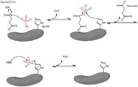 Mechanism for the reaction catalyzed by Succinyl-CoA Synthetase.