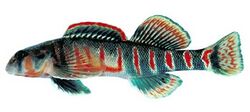Etheostoma osburni.jpg