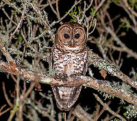 Rusty barred owl.jpg