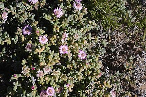 Amphibolia maritima (Aizoaceae) (36725106634).jpg