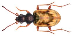 Bembidion (Actedium) pallidipenne (Illiger, 1802) (4256164605).jpg