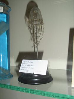 BlaschkaDublinMuseum (13).JPG