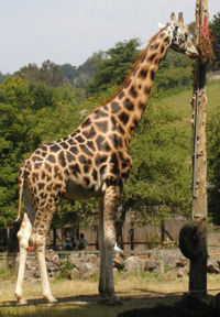 Giraffe.jpg