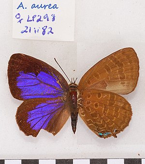 ArhopalaAureaFUpUnAC1.jpg