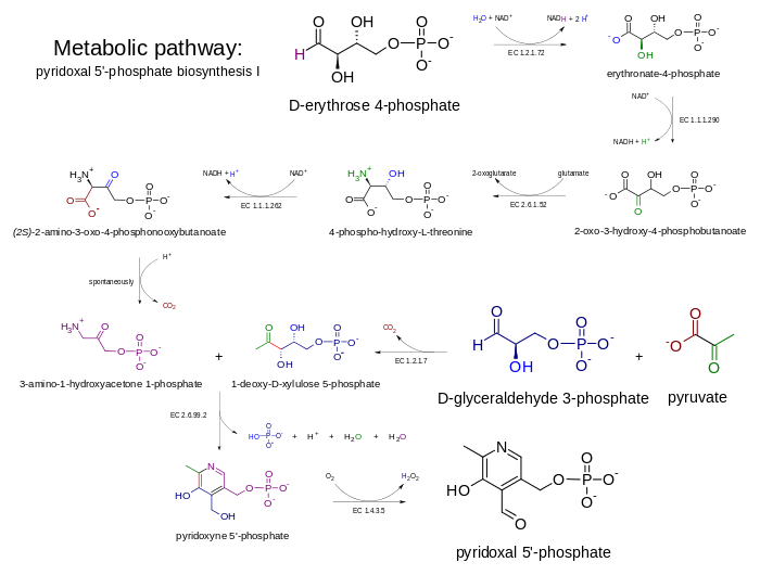 Metabolic pathway- pyridoxal 5'-phosphate biosynthesis I v 2.0.svg