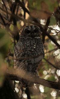 Mottled wood owl.jpg