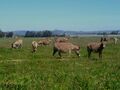 A meadow (pasture) maintained by grazing livestock
