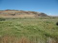 A desert meadow near Walla Walla, Washington USA
