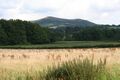 An uncut hay meadow