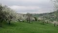 An orchard meadow