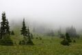 Conifers encroaching on a meadow in Washington, USA