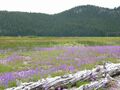 Perpetual meadows in Oregon, USA