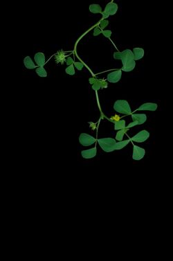 Medicago truncatula A17 branch.JPG