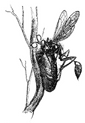 Sceliphron wasp building nest
