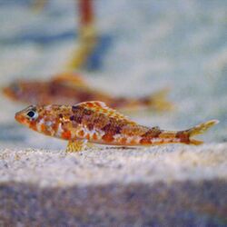 Aulopus japonicus by OpenCage.jpg