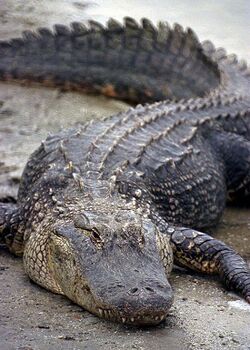 Florida Alligator.jpg