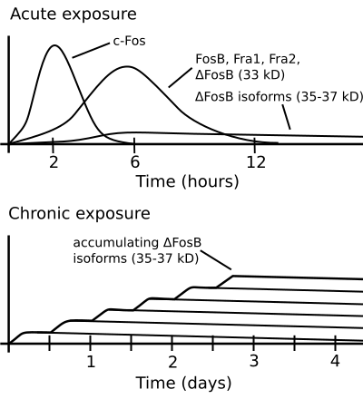 ΔFosB accumulation graph