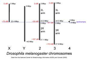 Drosophila-chromosome-diagram.jpg