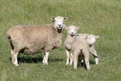 A Romney ewe with her two lambs