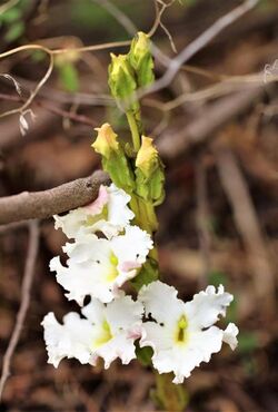 Harveya capensis00.jpg