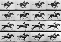 Muybridge horse .jpg