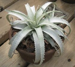 Cryptanthus warasii 20090621.jpg