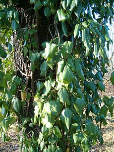 Hedera colchica