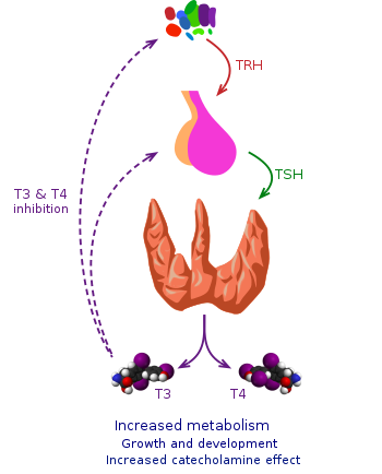 Thyroid vector.svg