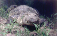 Americancrocodile.jpg