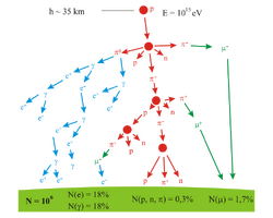 A branching tree representing the particle production