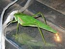 Katydid2.jpg