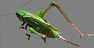 TettigoniidaeX.jpg