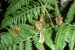 Exerodonta catracha01.jpg