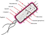 Bacterial cell.png