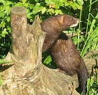 European Mink (Mustela lutreola)