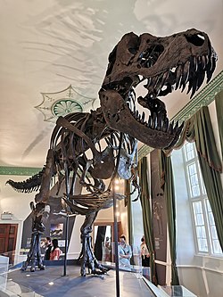 Titus the Tyrannosaurus rex, Wollaton Hall, Nottingham 02.jpg