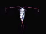 This copepod has its antenna spread (click to enlarge). The antenna detects the pressure wave of an approaching fish.